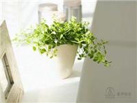 办公室风水植物：养颜又养眼