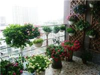 教你如何挑选阳台植物