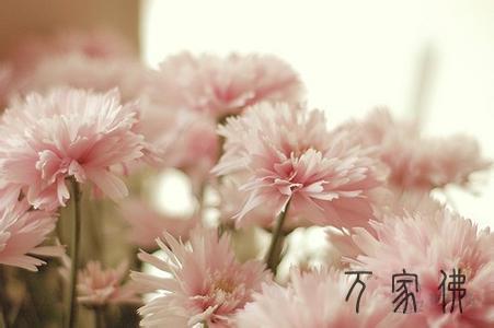 低调的人如品茶