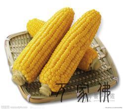 玉米是最好的抗苍老食物 玉米是最好的抗苍老食物