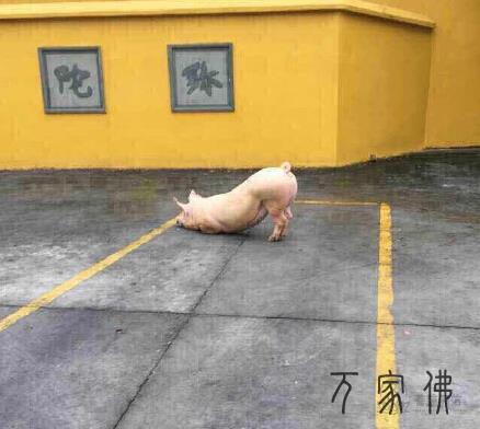 温州猪庙宇下跪，本来是天人附体